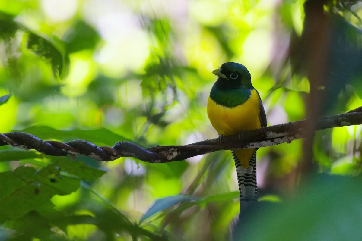 Trogón Amarillo Norteño - ML647166887