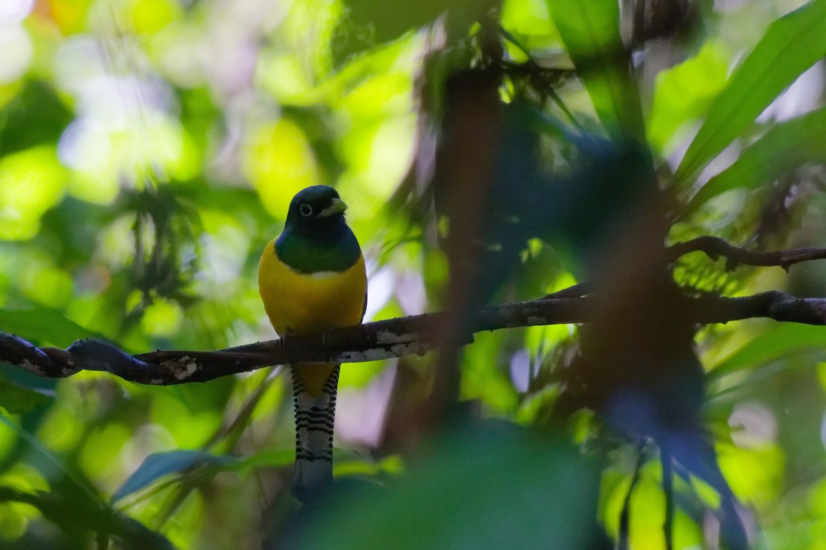 Trogón Amarillo Norteño - ML647166888