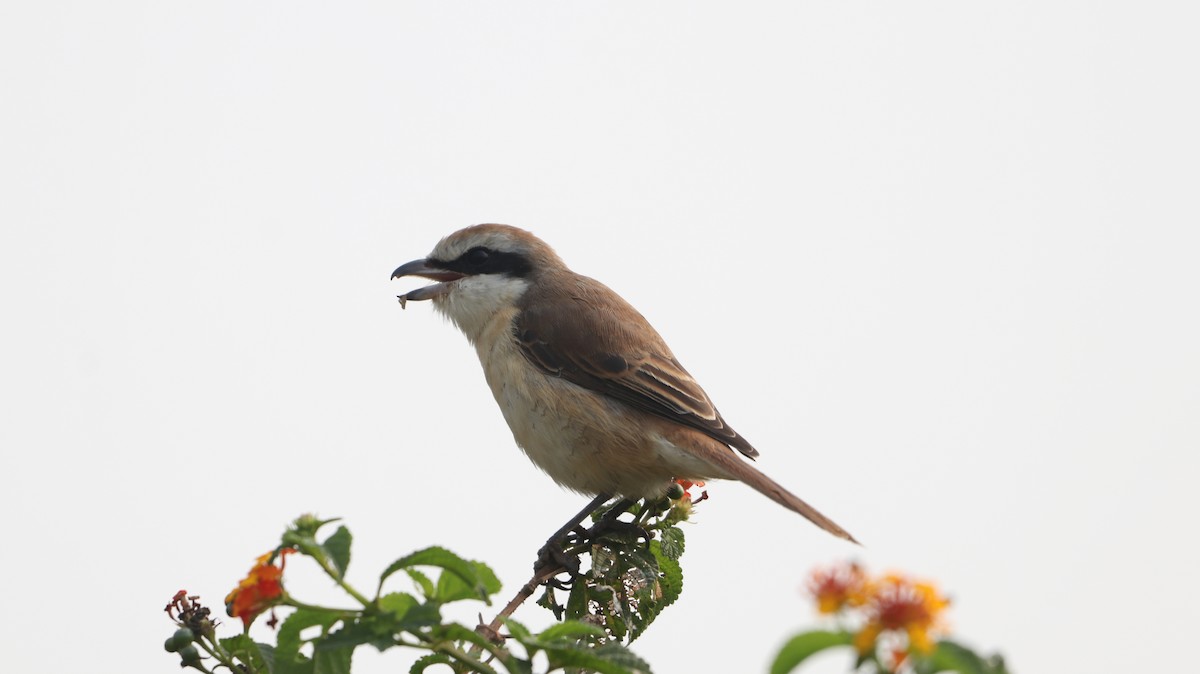 Brown Shrike - ML647166890