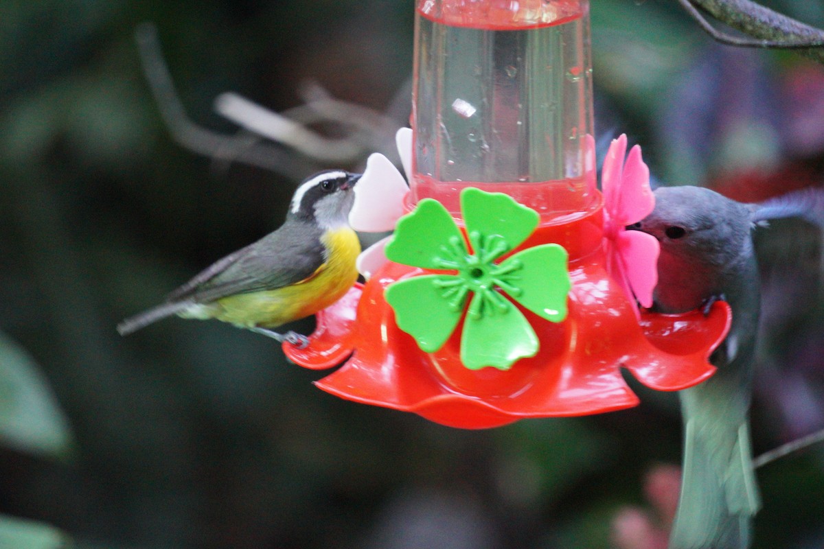 Platanero - ML647166891