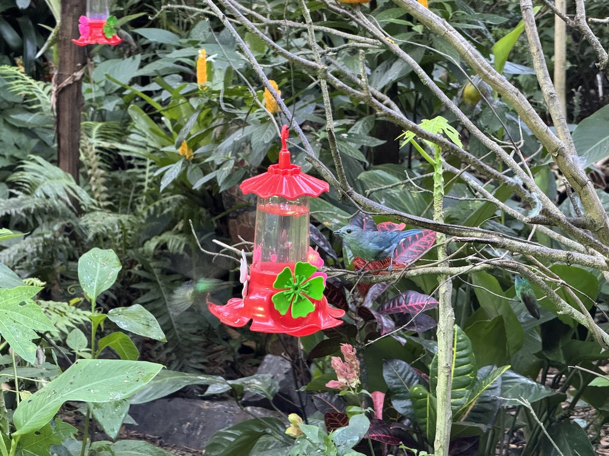 Tangara Sayaca - ML647166892