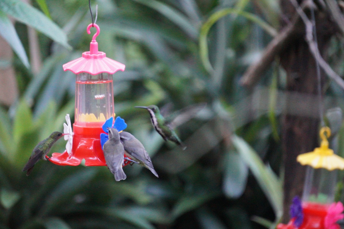 Gilded Hummingbird - ML647166893