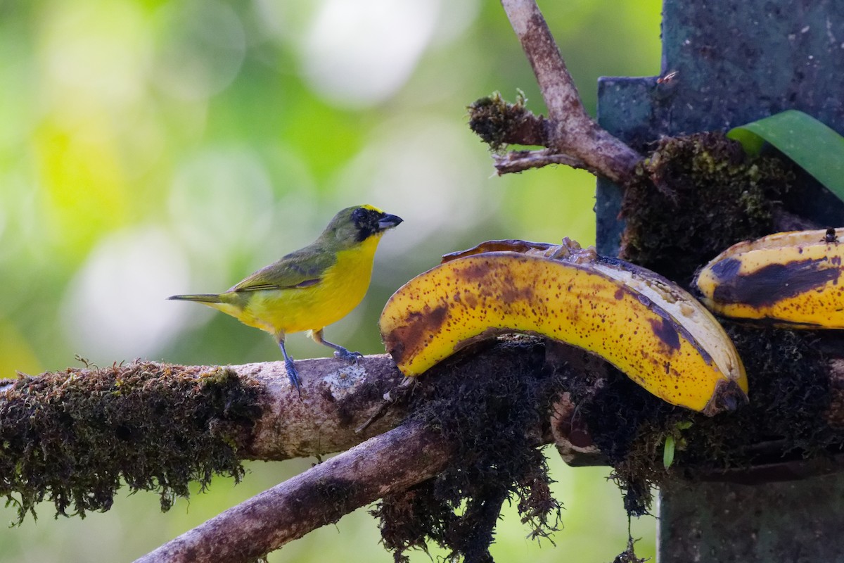 Eufonia Piquigruesa - ML647166894