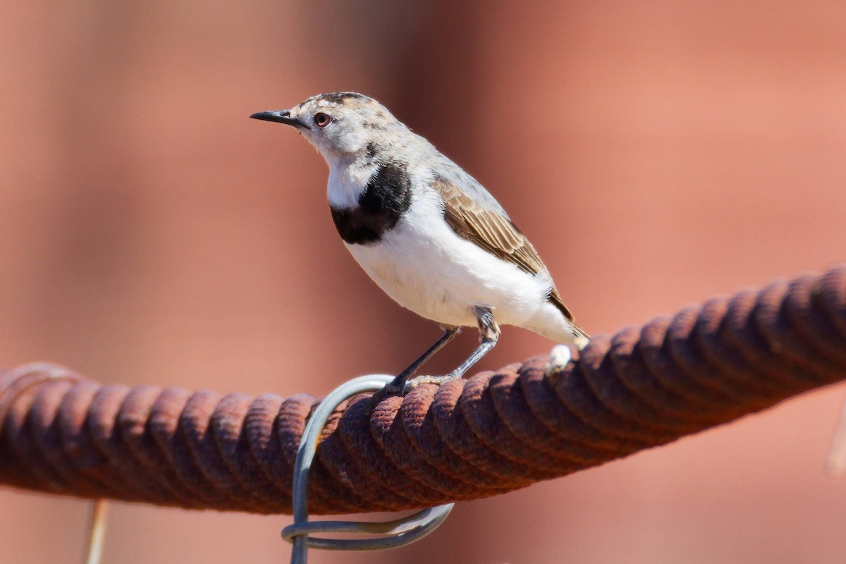 White-fronted Chat - ML647166895