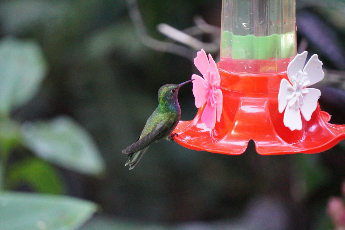 Versicolored Emerald - ML647166896