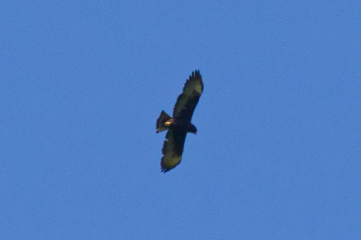 Short-tailed Hawk - ML647166897