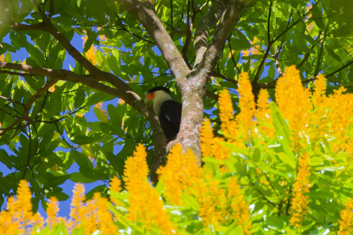Crested Caracara - ML647166900