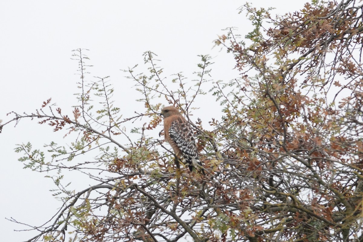 Red-shouldered Hawk - ML647166902