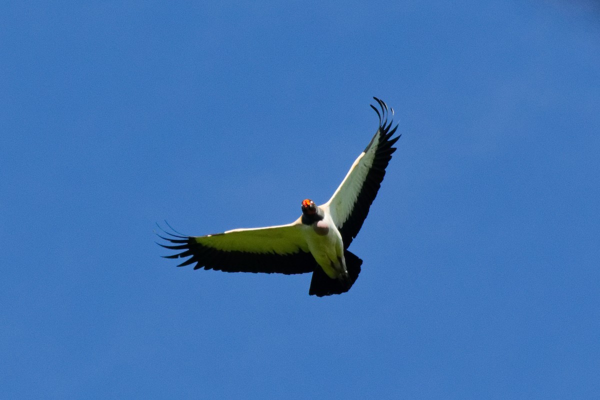 King Vulture - ML647166904