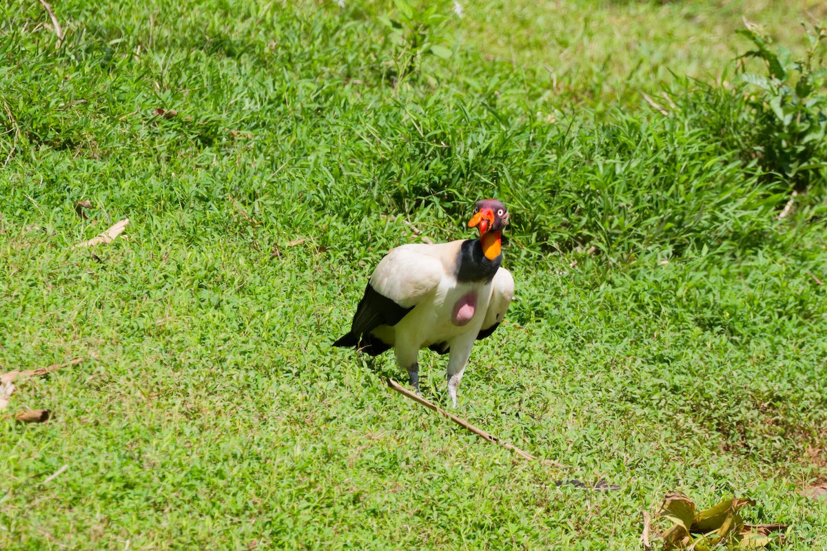 King Vulture - ML647166905