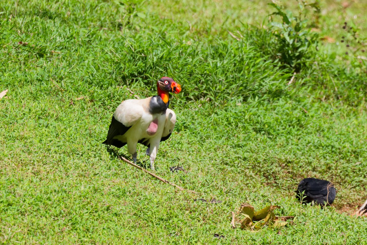 King Vulture - ML647166906