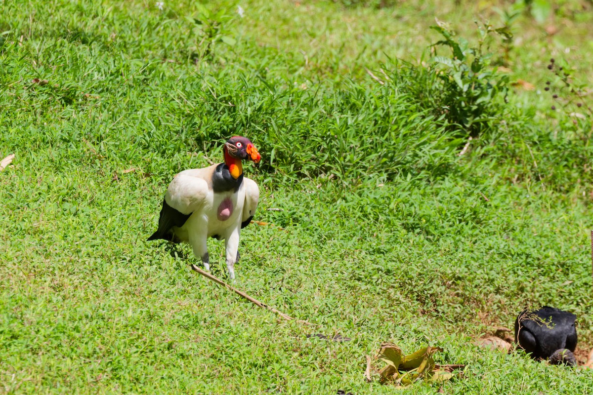 King Vulture - ML647166907