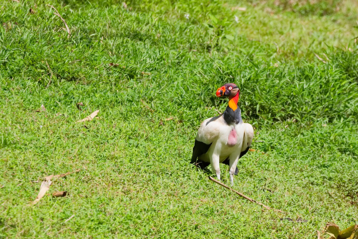 King Vulture - ML647166908