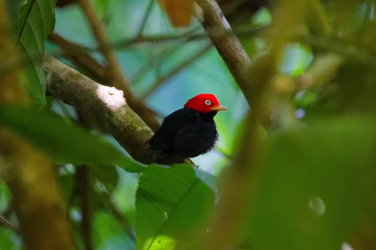 Red-capped Manakin - ML647166913
