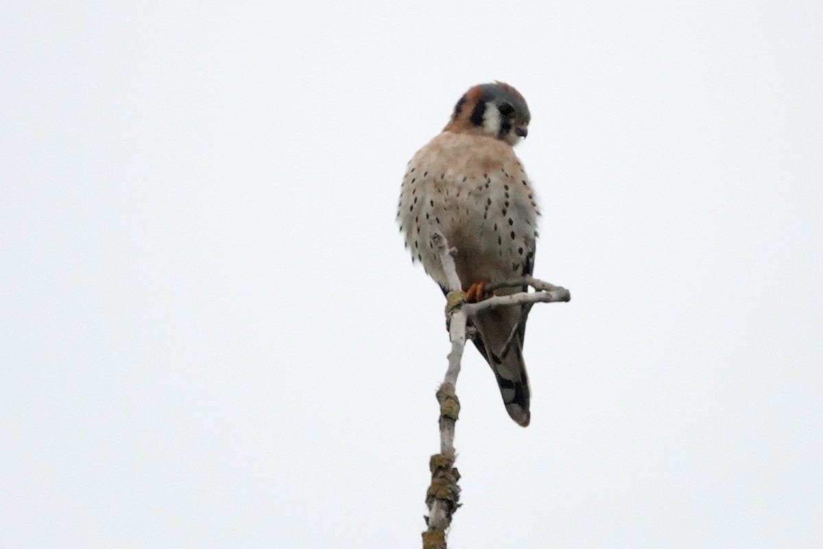 American Kestrel - ML647166915
