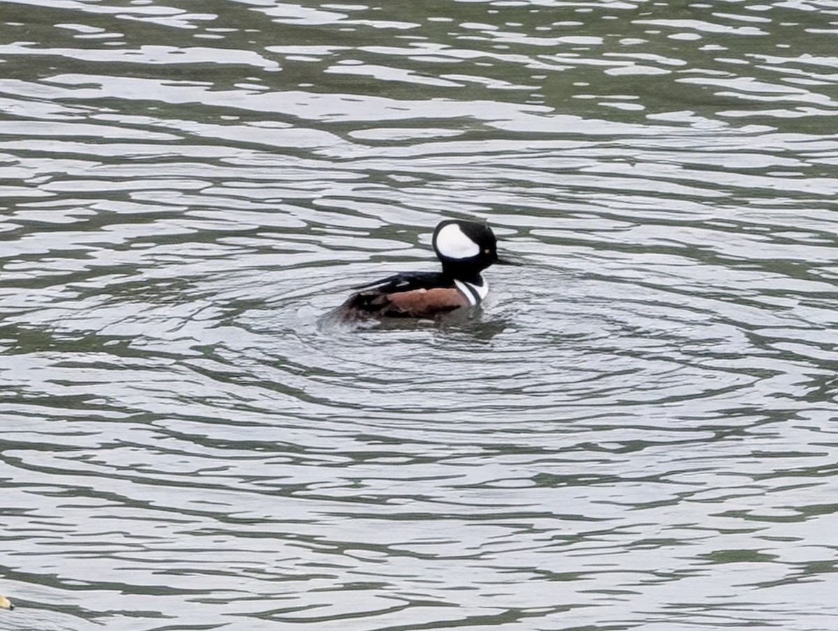 Hooded Merganser - ML647166916