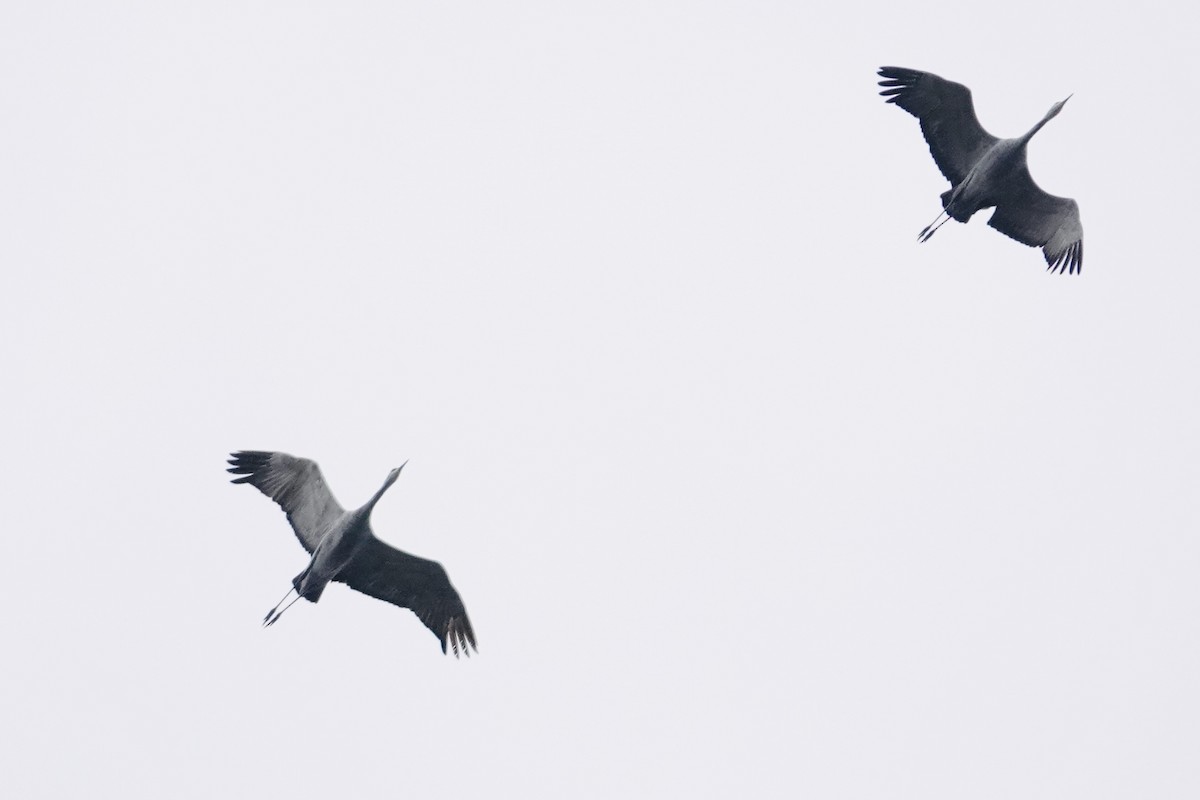 Sandhill Crane - ML647166917