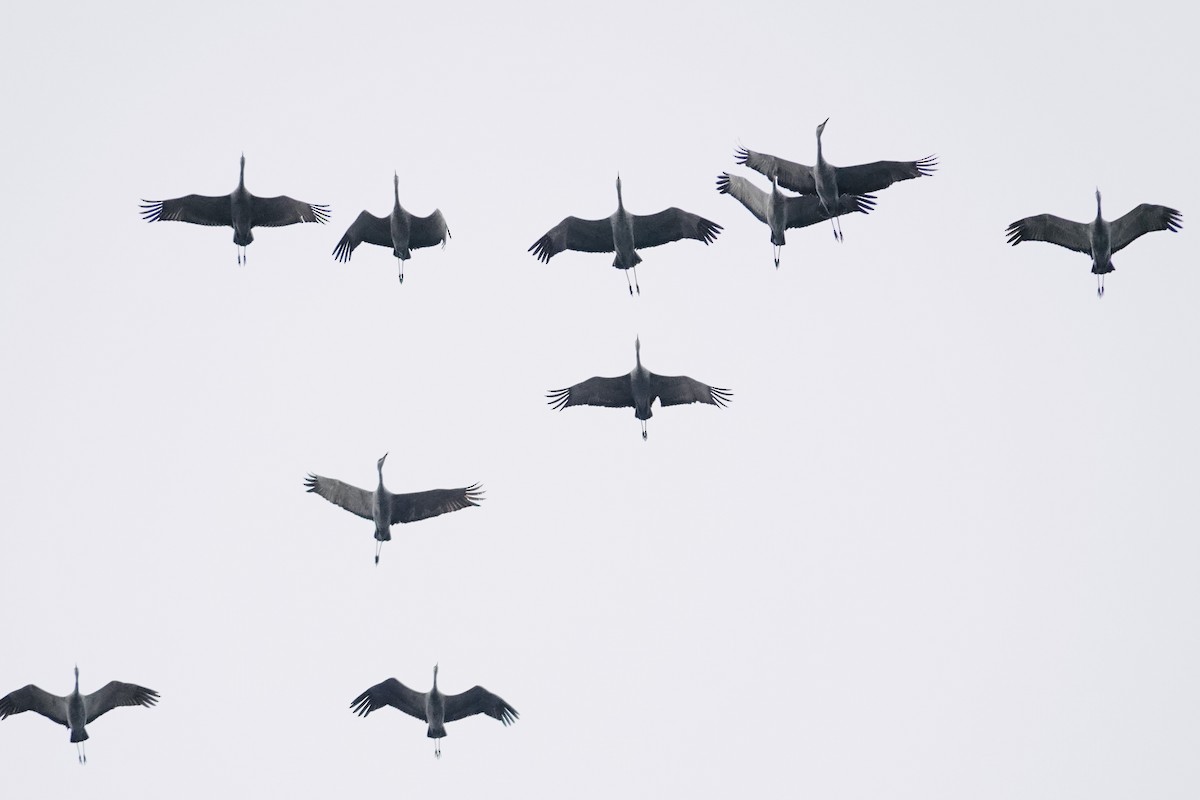 Sandhill Crane - ML647166918