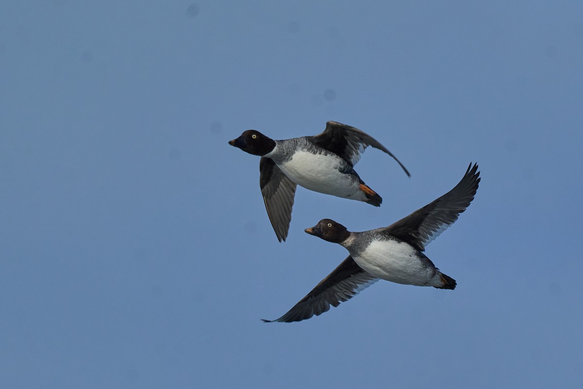 Common Goldeneye - ML647166919