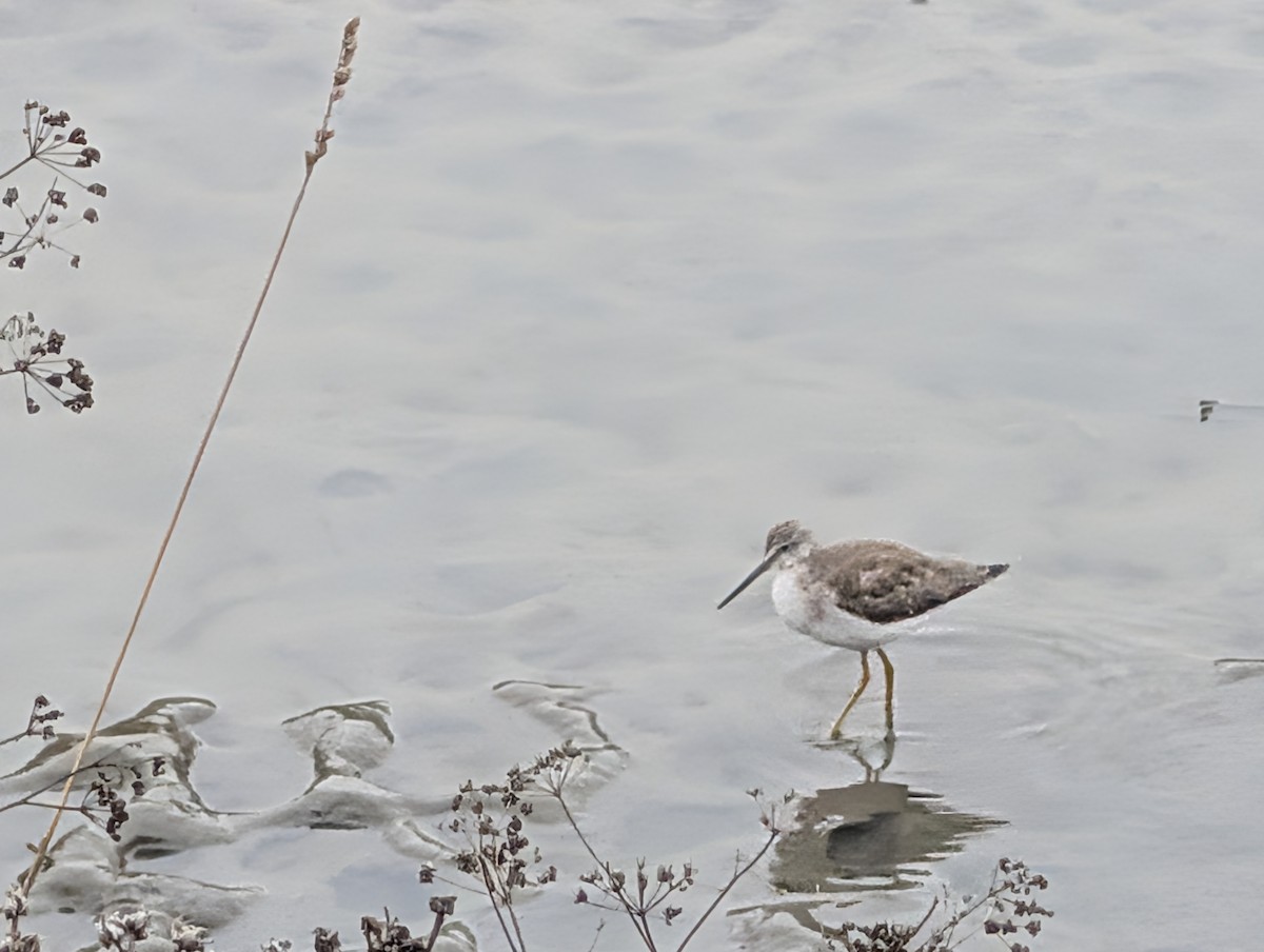 Greater Yellowlegs - ML647166920
