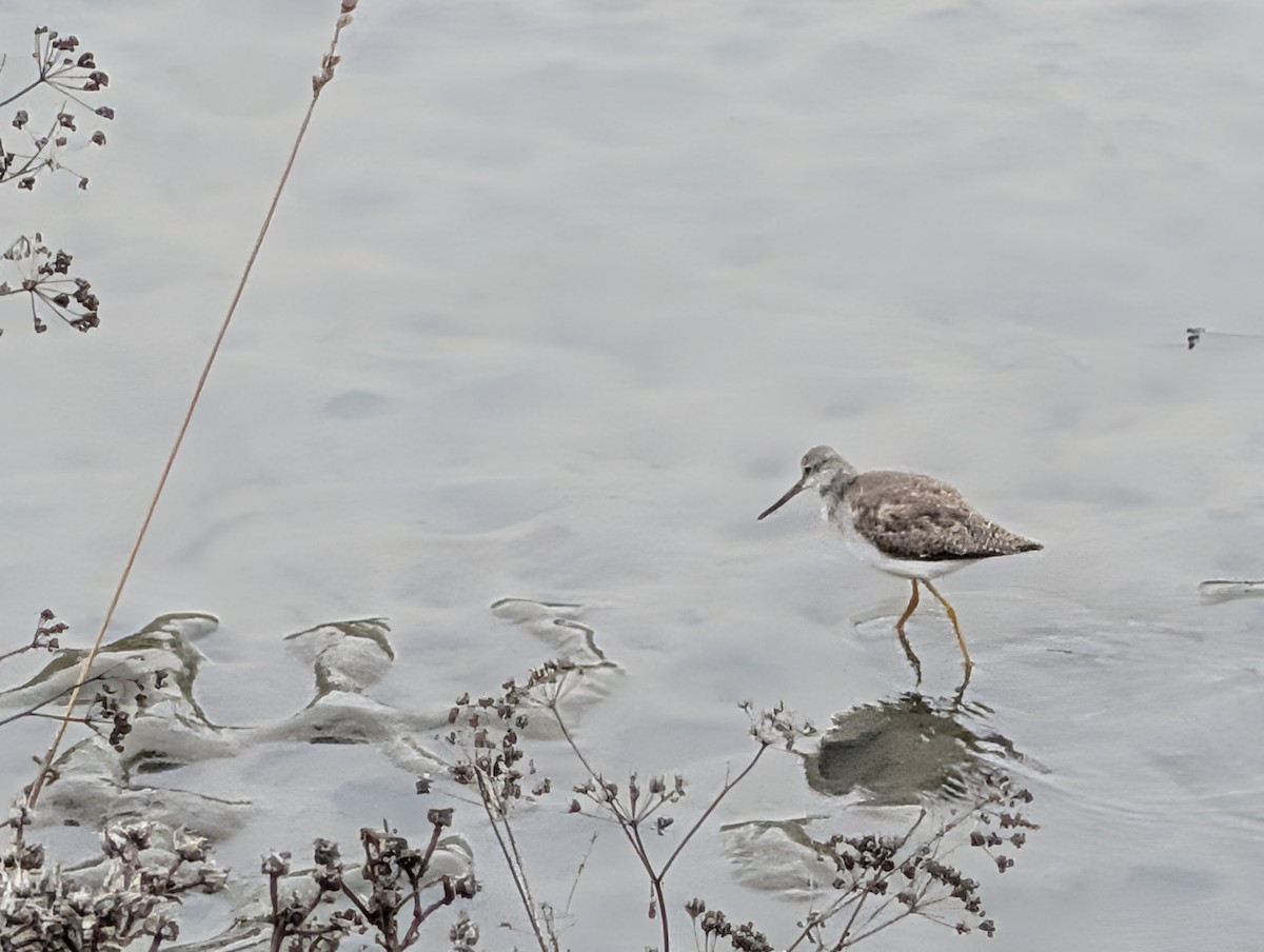 Greater Yellowlegs - ML647166921