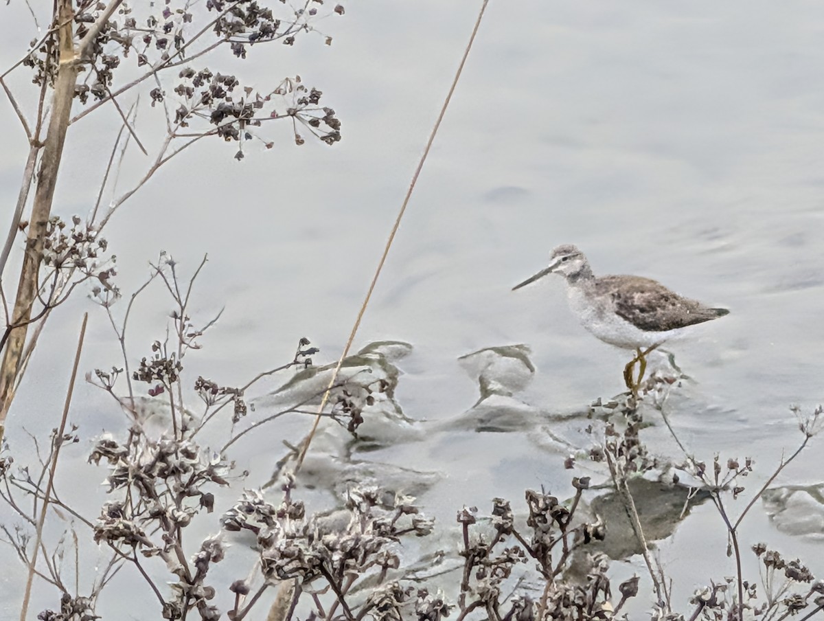 Greater Yellowlegs - ML647166922