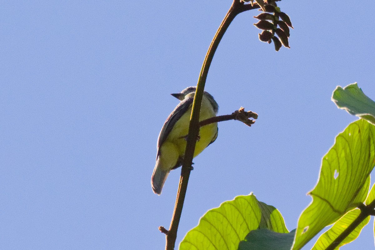 Yellow-crowned Tyrannulet - ML647166923