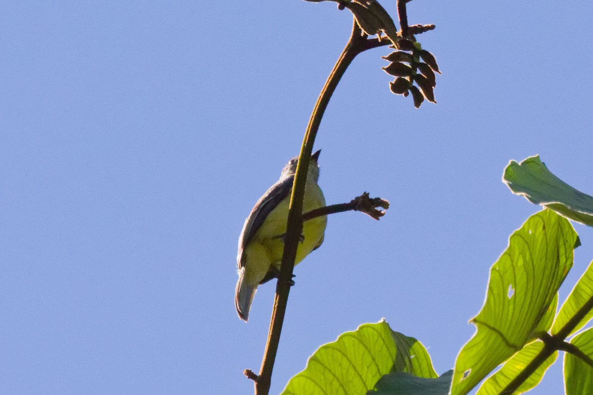 Yellow-crowned Tyrannulet - ML647166924