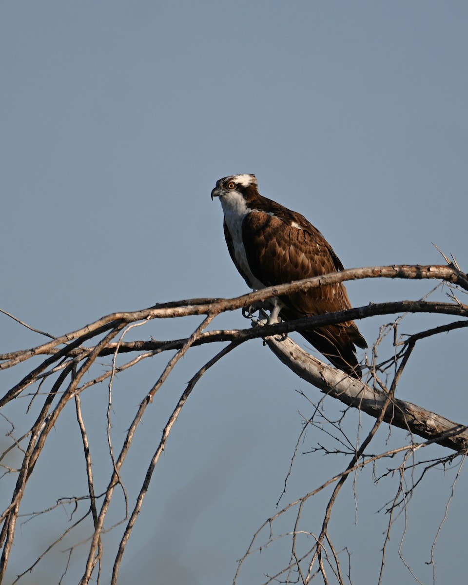 Osprey (American) - ML647166929
