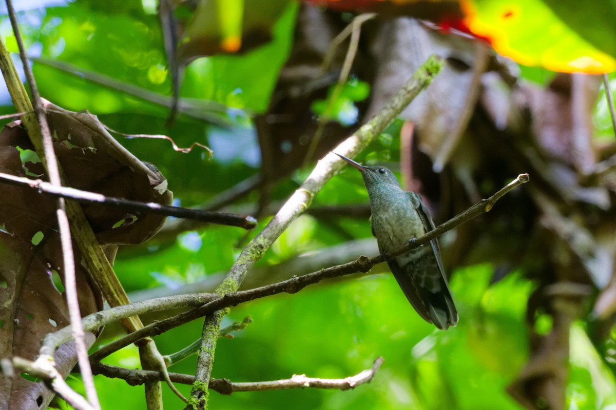 セイガイハチドリ - ML647166930