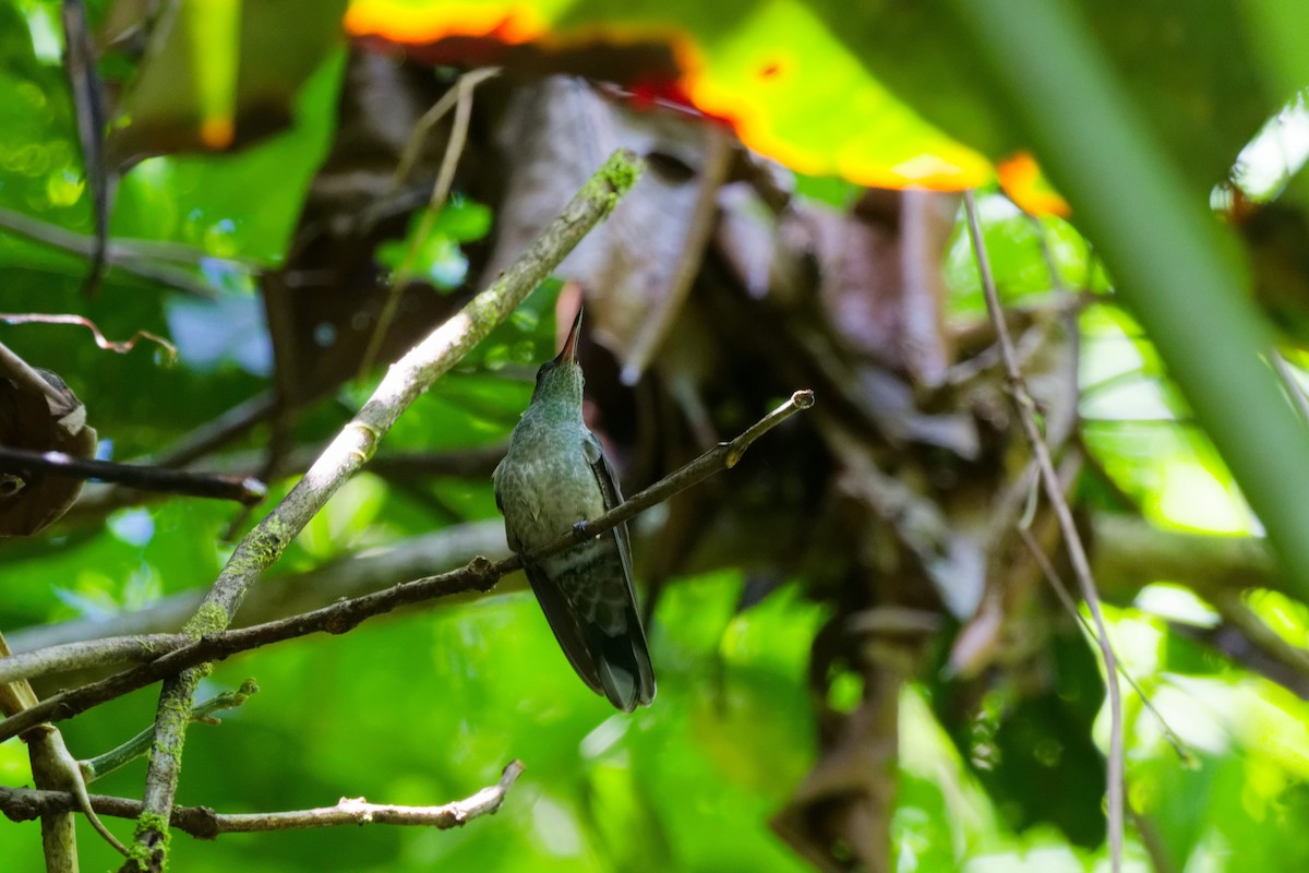 セイガイハチドリ - ML647166931