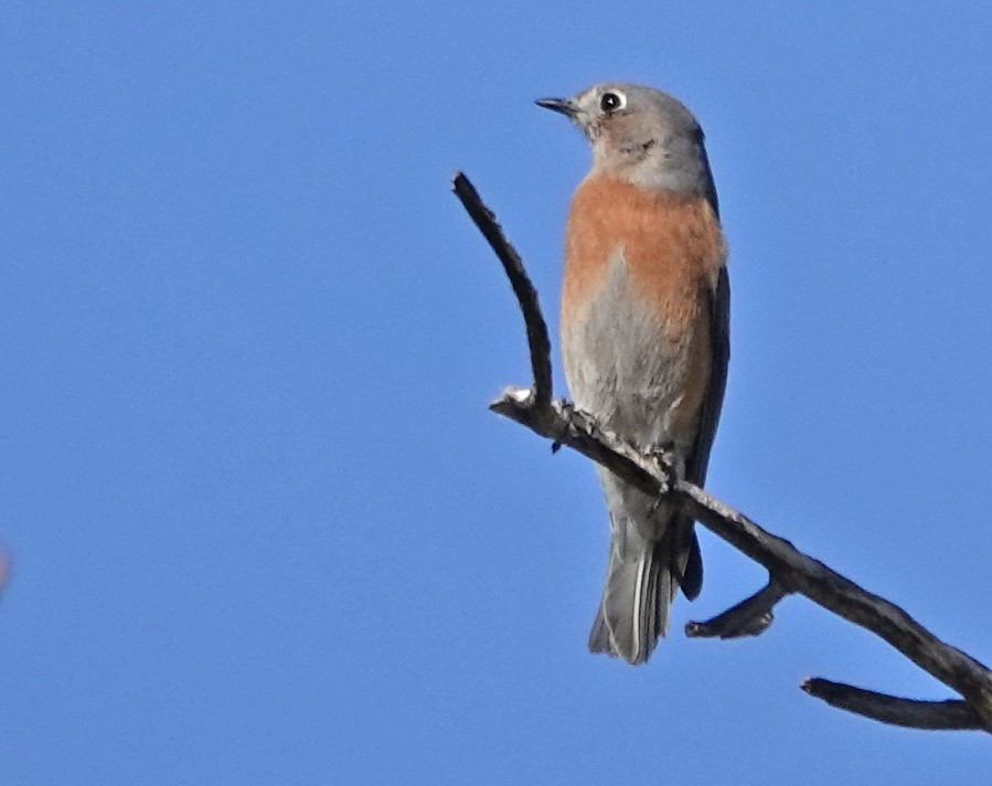 Western Bluebird - ML647166939