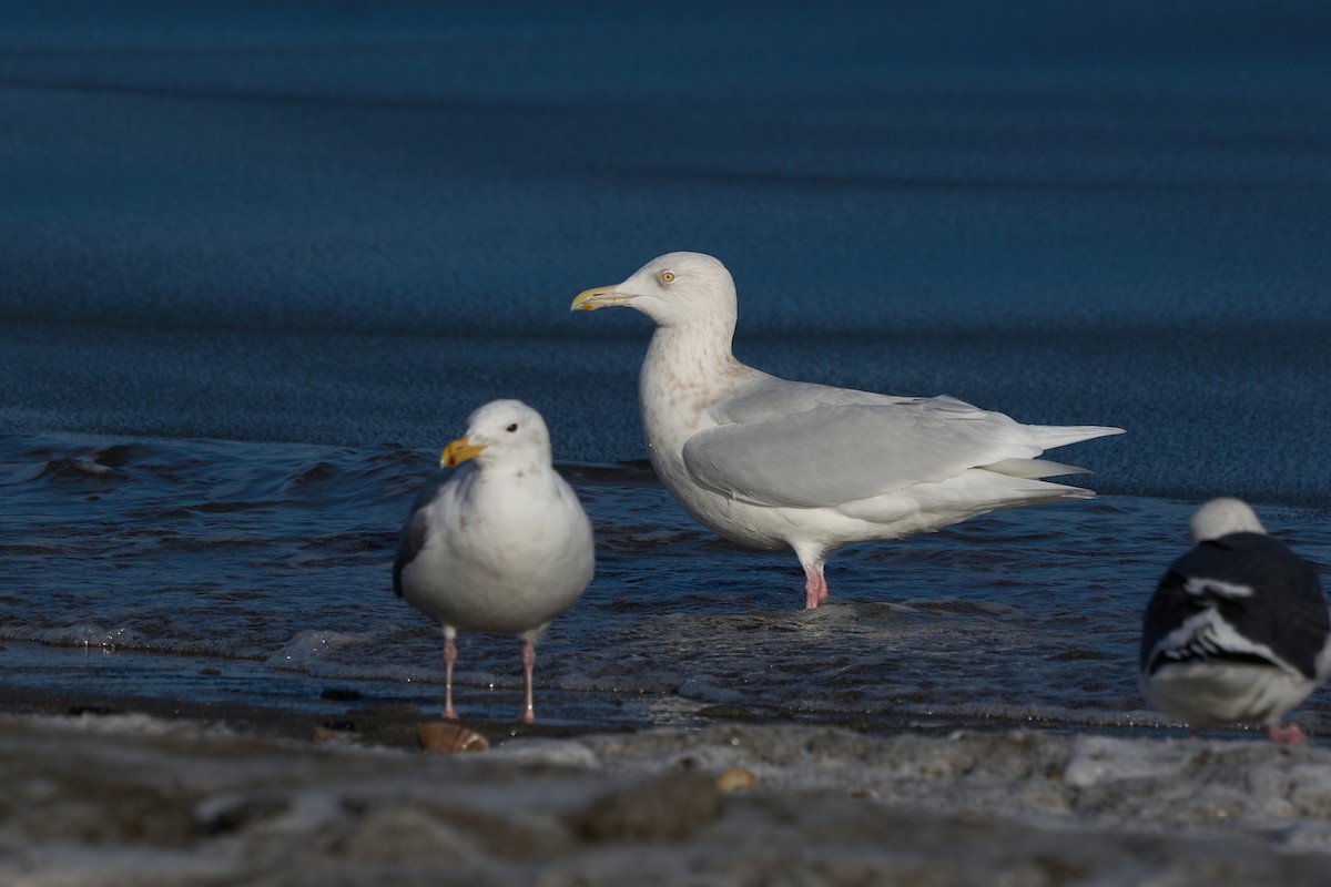 Gavión Hiperbóreo - ML647166941