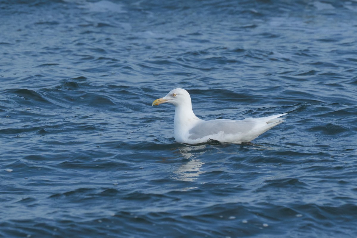 Gavión Hiperbóreo - ML647166942