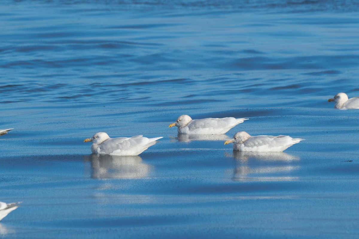 Gavión Hiperbóreo - ML647166943