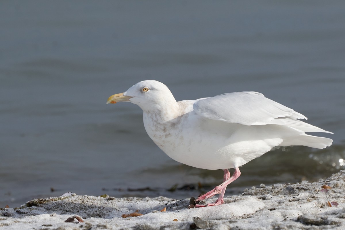 Gavión Hiperbóreo - ML647166944
