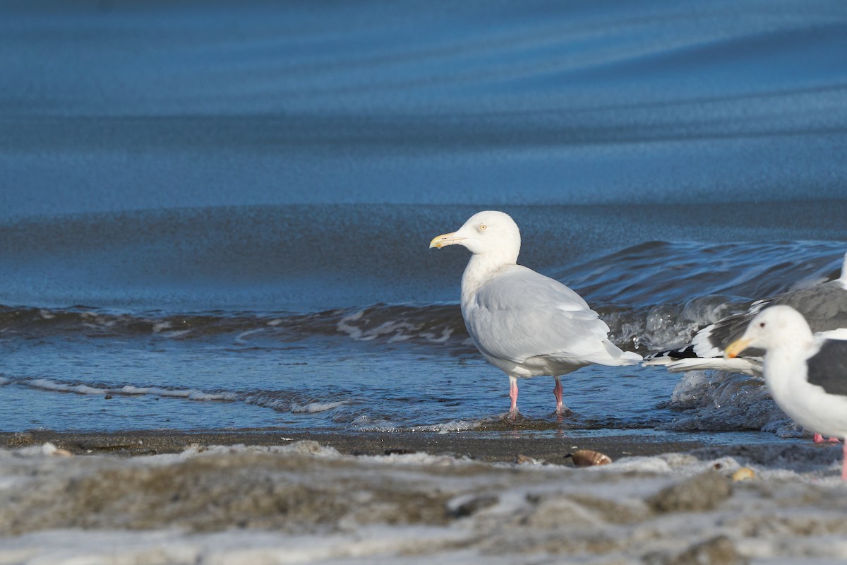 Gavión Hiperbóreo - ML647166945