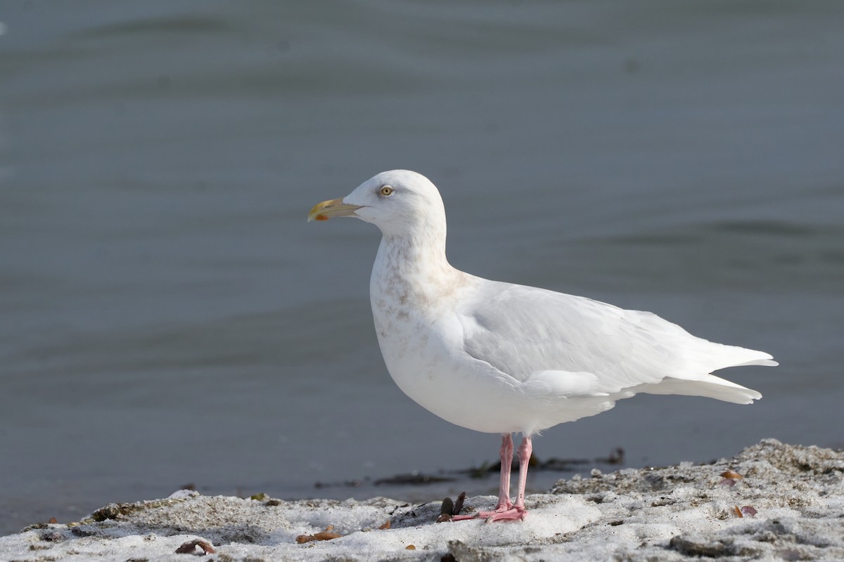Gavión Hiperbóreo - ML647166946