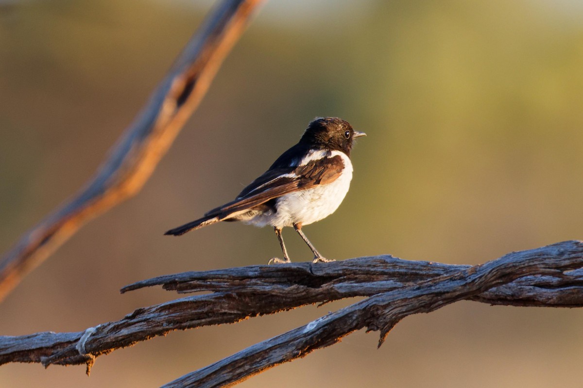 kutteflueskvett - ML647166952