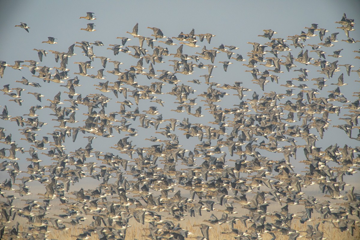 Манхин галуу - ML647166956