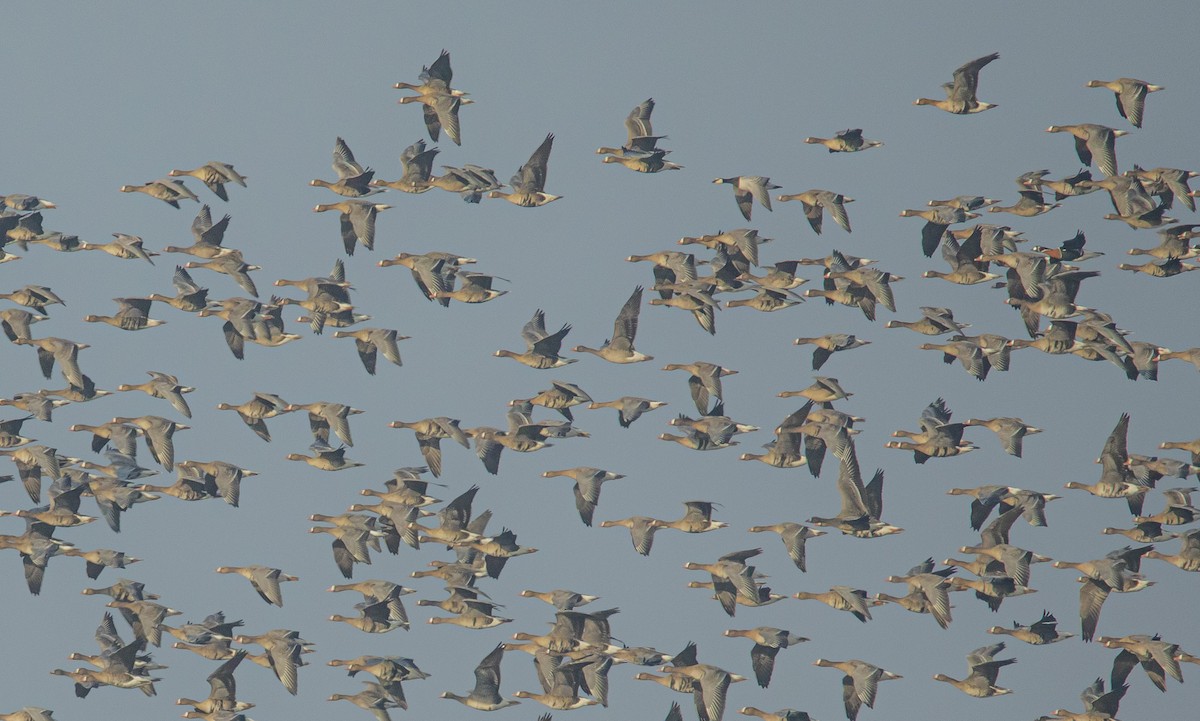 Цагаан шанаат галуу - ML647166957