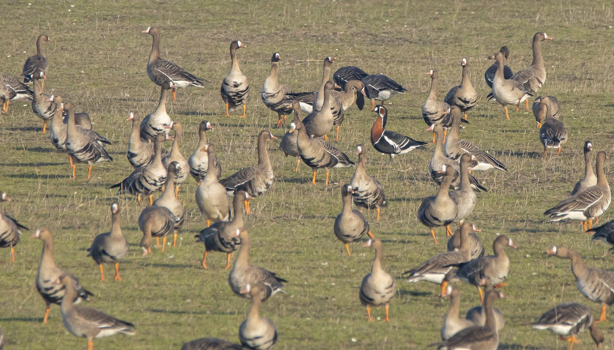 Улбар галуу - ML647166959