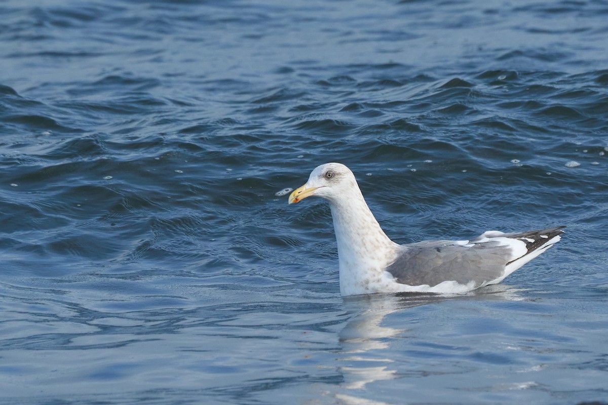 Glaucous-winged Gull - ML647166966