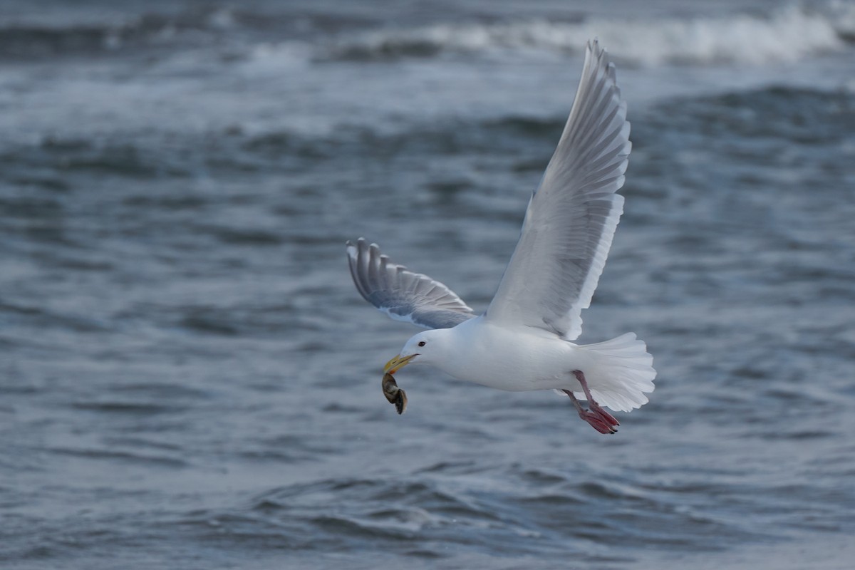 Glaucous-winged Gull - ML647166967