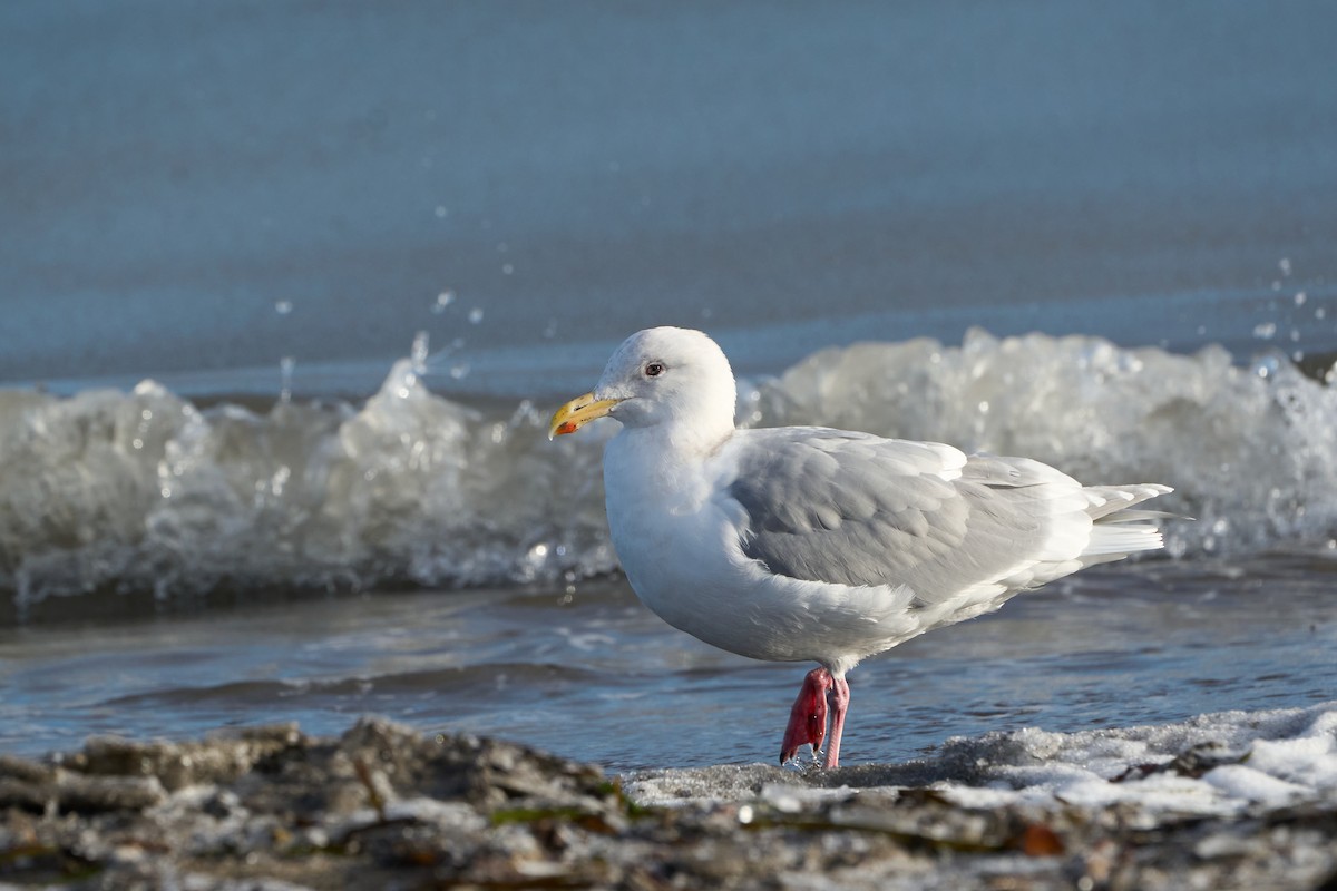 Glaucous-winged Gull - ML647166968