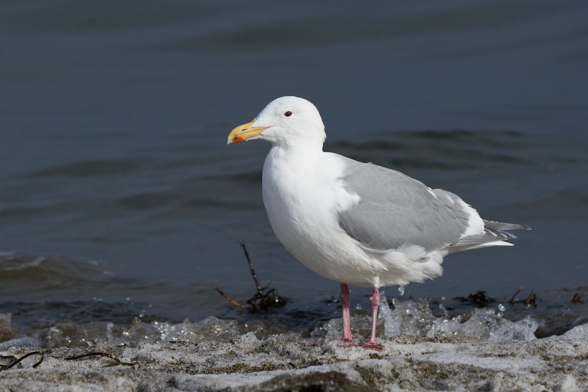 Glaucous-winged Gull - ML647166970