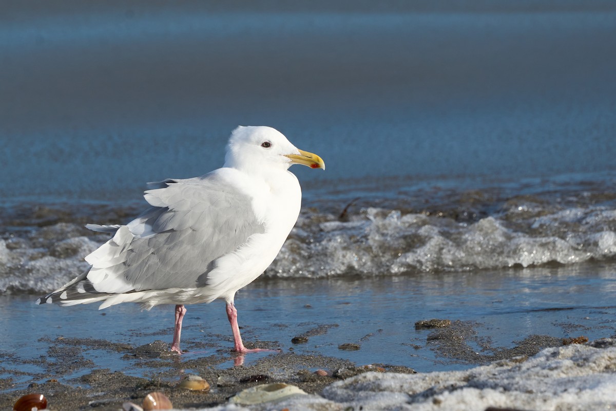Glaucous-winged Gull - ML647166971