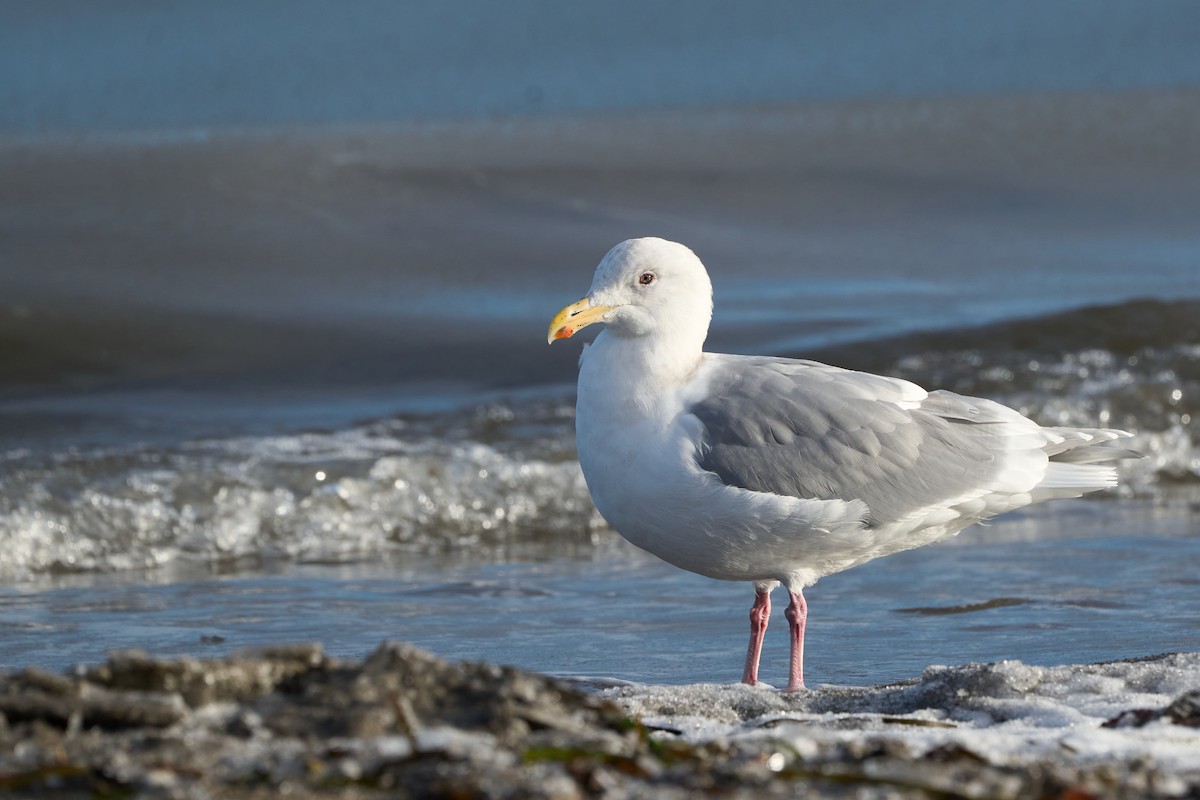Glaucous-winged Gull - ML647166972