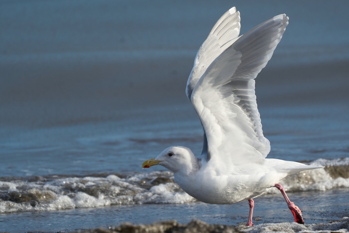 Glaucous-winged Gull - ML647166973