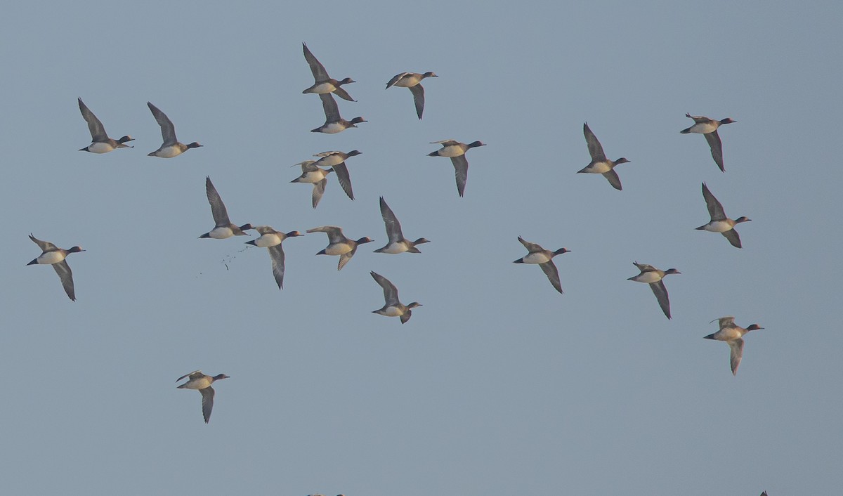 Зээрд нугас - ML647166975